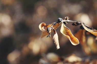 Snap of Dry Leaves