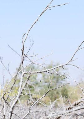 Ölü bir bitkinin gökyüzüne çarpması