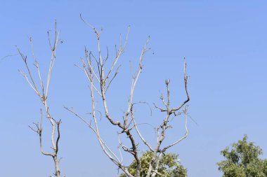 Ölü bir bitkinin gökyüzüne çarpması
