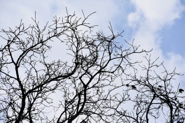 Ölü bir bitkinin gökyüzüne çarpması