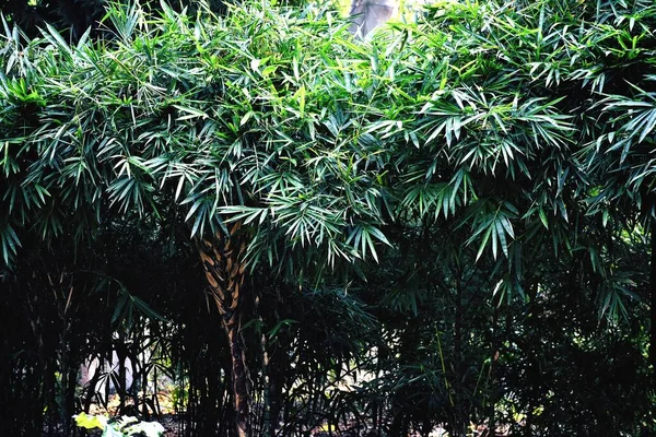 Bambu Árvores Meu Jardim — Fotografia de Stock