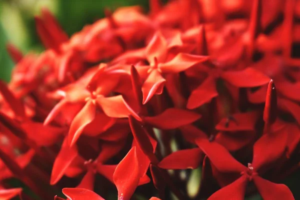 Букет Червоних Квітів — стокове фото