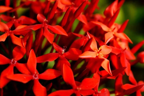 赤い花の束 — ストック写真
