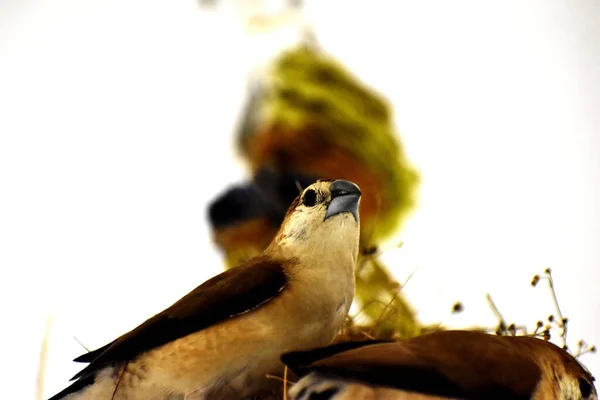 Zwei Vögel Nest — Stockfoto