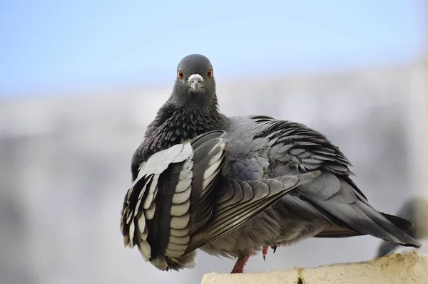 Pigeon Siting Wall Roof — Stok fotoğraf