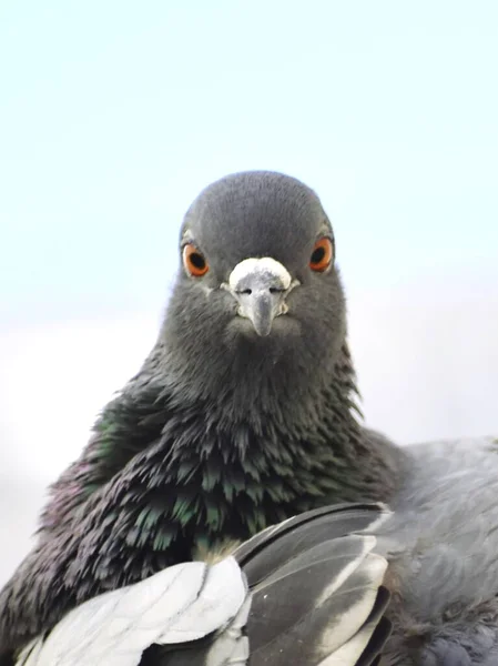 Pigeon Assis Sur Mur Mon Toit — Photo