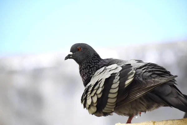 Eine Taube Sitzt Auf Der Mauer Meines Daches — Stockfoto