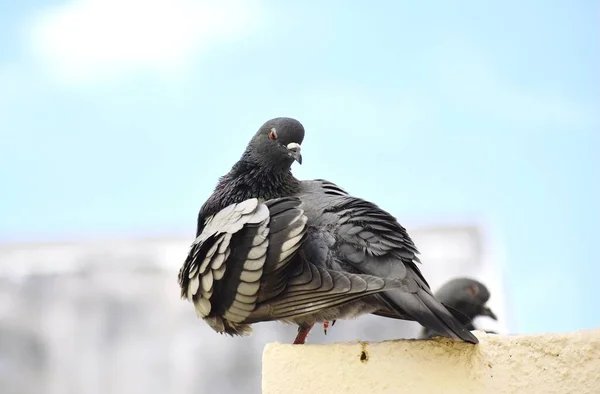 Pigeon Siting Wall Roof — ストック写真