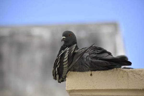 一只鸽子坐在我屋顶的墙上 — 图库照片