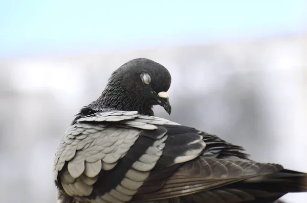 Pigeon Siting Wall Roof — 图库照片