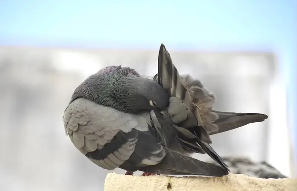 Eine Taube Sitzt Auf Der Mauer Meines Daches — Stockfoto