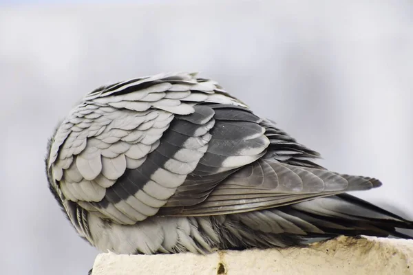 Pigeon Siting Wall Roof — Stock Photo, Image