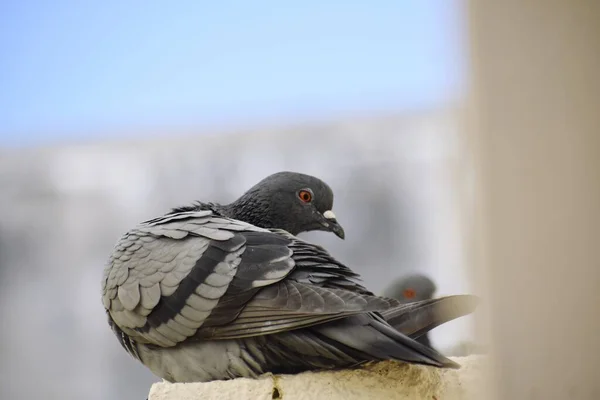 Pigeon Siting Wall Roof — Photo