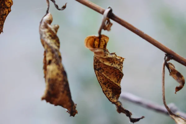 Snap Dry Leaves —  Fotos de Stock