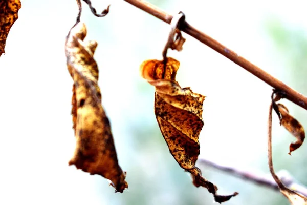 Snap Dry Leaves — Stock Photo, Image