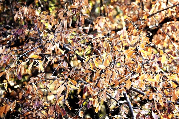 乾燥葉のスナップ — ストック写真