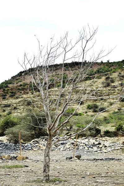 Знімок Мертвої Рослини Проти Неба — стокове фото