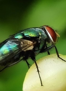 Yeşil bir yaprağın üzerinde uç