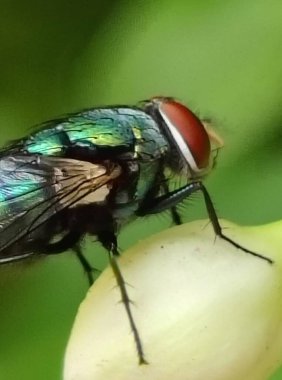 Yeşil bir yaprağın üzerindeki sineğin yakın çekim görüntüsü.