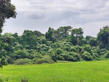 Ormanda yeşil ağaçlar