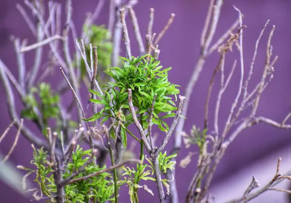 yeşil yapraklar, bitkiler ve yapraklar