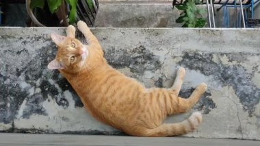 Kızıl kedi betonda dinleniyor. Kizil renkli bir kedi sert, yikilmis beton bir yüzeyde rahatça uzanıyor..