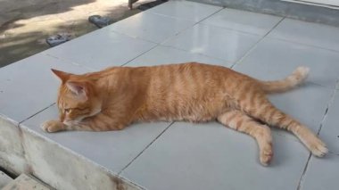 Kızıl kedi fayanslı bir zeminde tımar ediliyor. Sakin bir kızıl tekir kedisi fayanslı bir yüzeyde patisini nazikçe tımar ederken görülüyor. Rahat kedi, güzel portakalını sergileyerek rahatça uzanıyor.