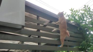 Meraklı bir kedinin cesur tırmanışı. Maceracı bir kızıl kedi, metal bir çite tırmanıp çevikliğini ve merakını gösterirken yakalanır..