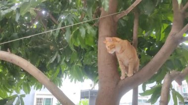 Ağaçtaki Meraklı Kedi. Turuncu bir tekir kedi bir ağaç dalına tünemiş, dikkatle aşağıya bakıyor, sanki bir sonraki hamlesini düşünüyormuş gibi..