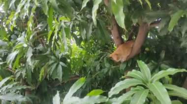 Kedi tepe örtüsünde saklı. Turuncu bir tekir kedi, bir ağacın yoğun yaprakları arasında kısmen yemyeşil tarafından gizlenmiş..