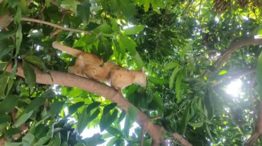 Ağaç gölgesinde kedi macerası. Bu resim, yeşil yapraklardan oluşan yoğun bir gölgelikle çevrili sağlam bir ağaç dalına tünemiş turuncu bir tekir kediyi gösteriyor..