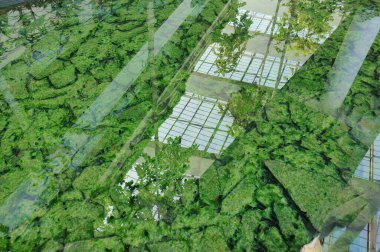  Çevredeki yapıların ve ağaçların yansımaları su bitkisi ile birleşir ve gerçeklik ile yansıyan görüntü arasındaki çizgileri bulanıklaştırır..