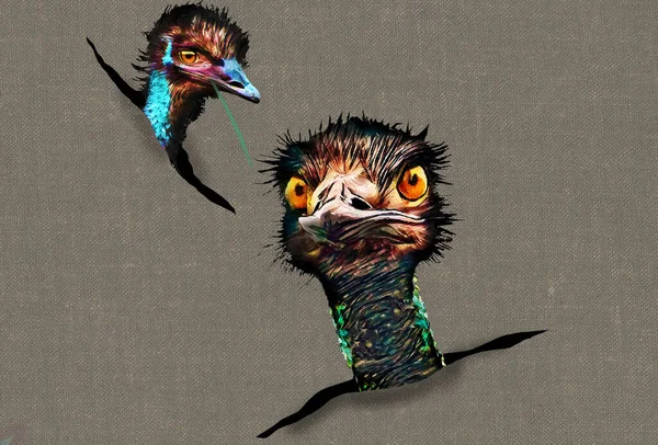 Vtipné Vypadající Emu Ptáci Šťouchají Hlavami Přes Otvory Této Ilustrace — Stock fotografie