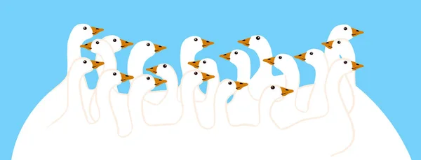 Twenty White Geese Alery Graphic Portrait Domestic Geese Snow Blue — стоковое фото