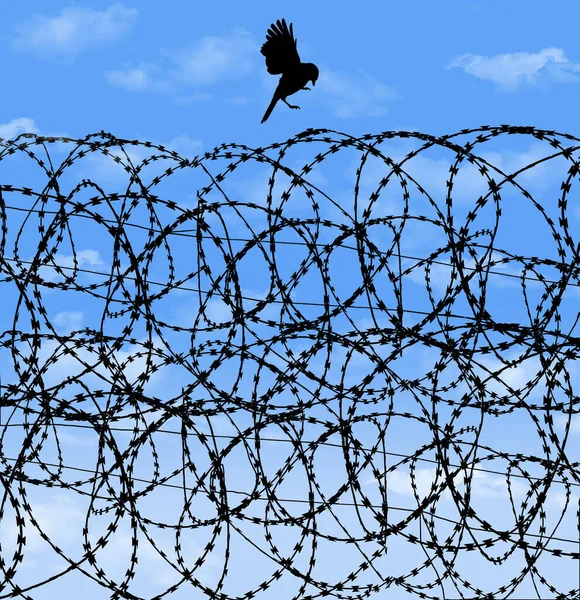 無料の鳥がレイザー線 コンスタンティノ線 刑務所の鉄条網に着陸しようとしており この背景画像で青い空の前に見られます — ストック写真