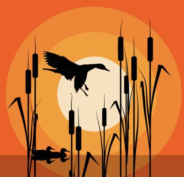 Bu grafiksel illüstrasyonda Mallard ördekleri gün batımında kuyruklu olarak görülür..