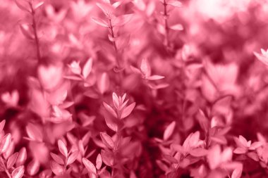 Sabah ışıklarını çalkala. Doğal arka plan. Yumuşak odaklanma. Yüzeyin derinliği. Renk eğilimi 2023.