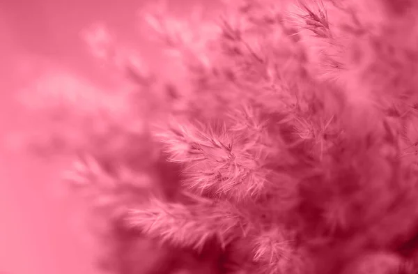 아름다운 팜파스 자홍색 배경에 피운다 선택적 색채의 2023 — 스톡 사진