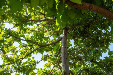 Tree under sunny day and blue sky
