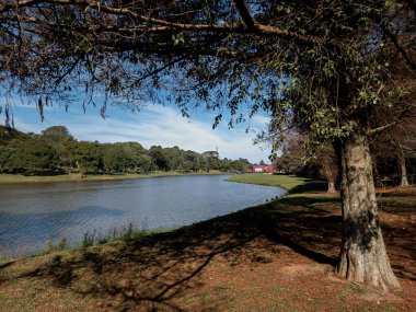 Curitiba 'daki Sao Lourenco parkının güzel manzarası, bir sonbahar öğleden sonrası.