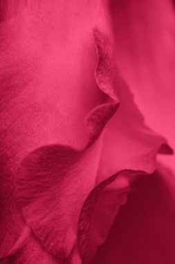 Kırmızı soyut arka plan. Viva Magenta rengi, çiçek yaprakları yakın plan. 2023 yılı için doğal doku.