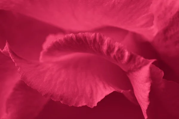 Червоний Віва Маджента Абстрактне Тло Квіткові Пелюстки Зблизька Колір 2023 — стокове фото