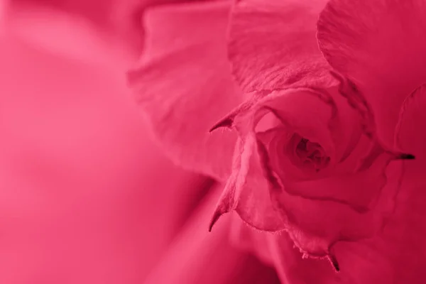 Fond Abstrait Avec Bourgeon Rose Rouge Gros Plan Sur Fleur Image En Vente