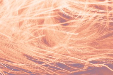 Peach fuzz color feathers, soft abstract background. Pastel color of the year 2024. clipart