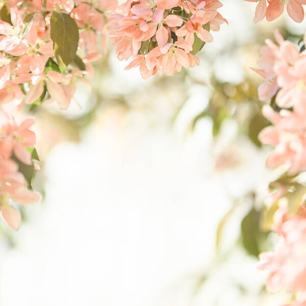 Spring flowers background in peach fuzz color. Frame of blooming apple tree. White copy space. Springtime blossom.