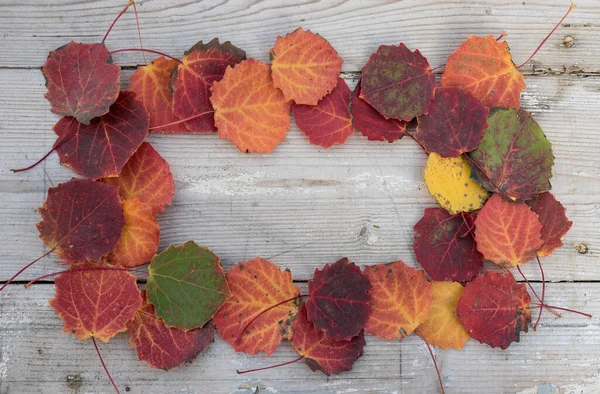 Цветные Листья Тополя Лежат Деревянной Доске — стоковое фото