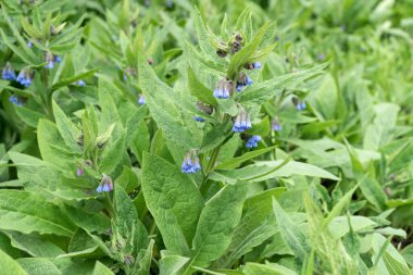 Çiçek açan bir kuş bitkisinin yakın çekimi.