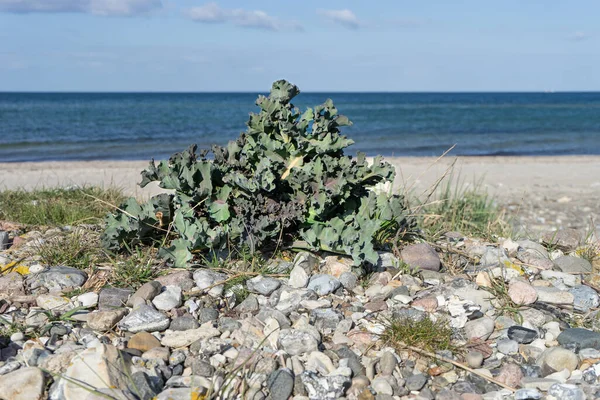 Mořská Kapusta Pláži Baltského Moře Beach — Stock fotografie