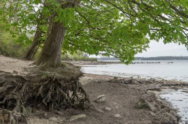 Almanya 'nın kuzeyinde Schleswig-Holstein eyâletinde, Holnis' in doğal plajı.