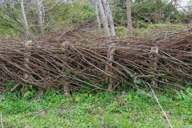 İlkbaharda söğüt dallarıyla doğal Benjes çiti